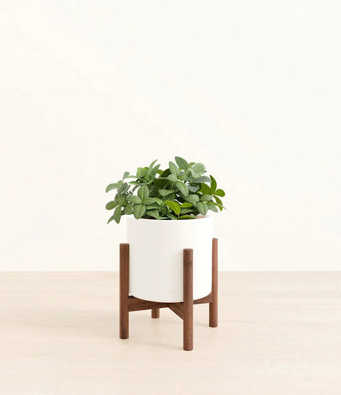White Nerve Plant