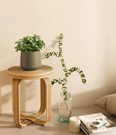 White Nerve Plant