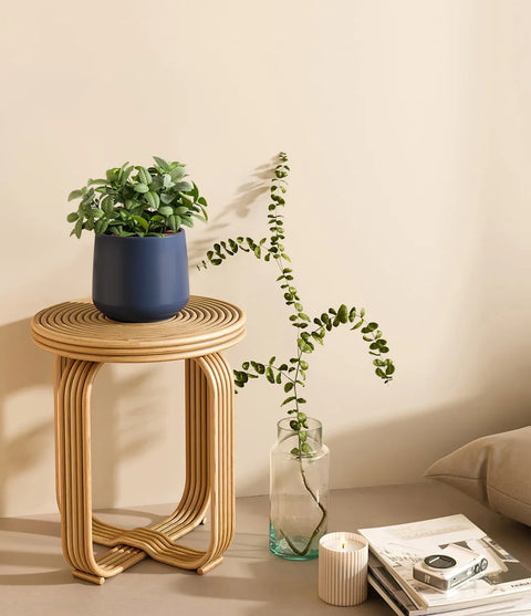 White Nerve Plant