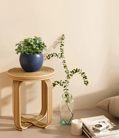 White Nerve Plant