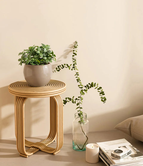 White Nerve Plant
