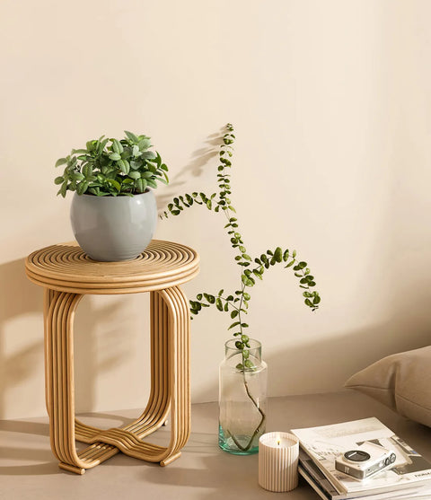White Nerve Plant