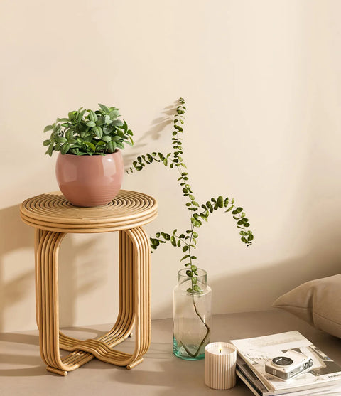 White Nerve Plant