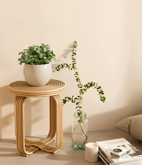 White Nerve Plant