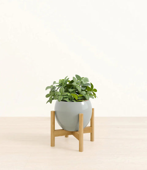 White Nerve Plant