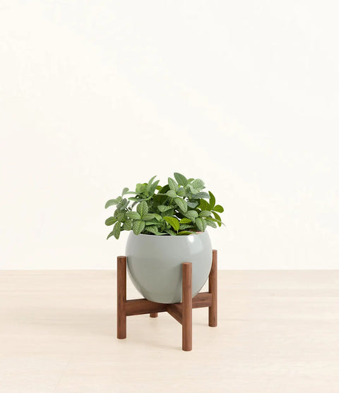 White Nerve Plant
