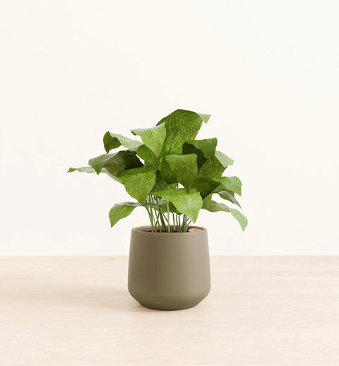Calathea Musiaca