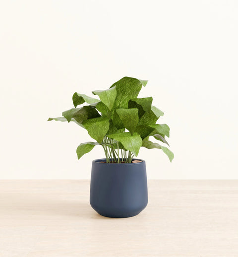 Calathea Musiaca