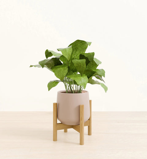 Calathea Musiaca