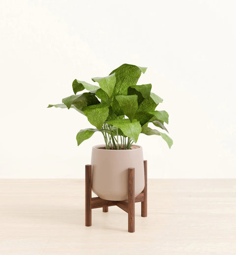 Calathea Musiaca