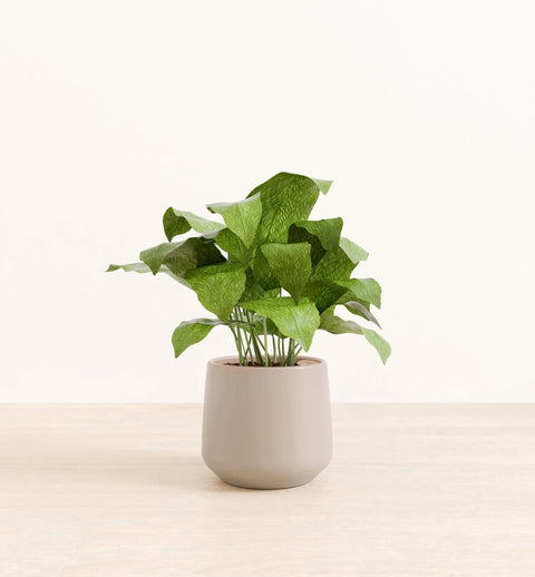 Calathea Musiaca