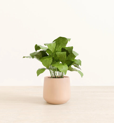 Calathea Musiaca