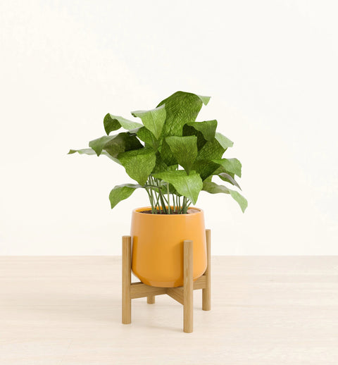 Calathea Musiaca