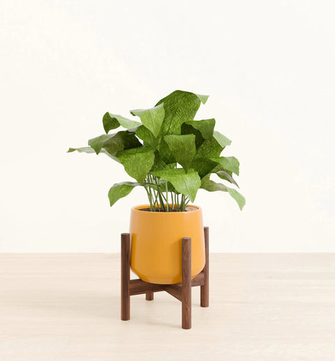 Calathea Musiaca