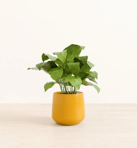 Calathea Musiaca