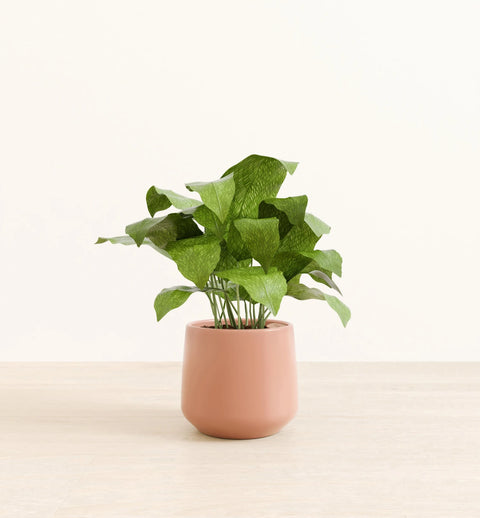 Calathea Musiaca