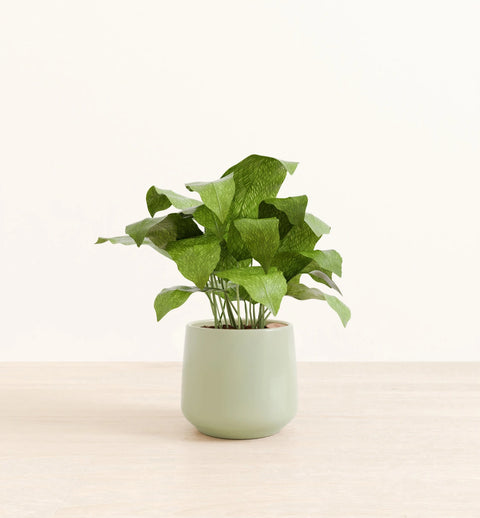 Calathea Musiaca
