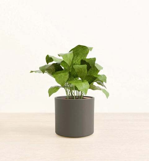Calathea Musiaca