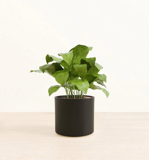 Calathea Musiaca