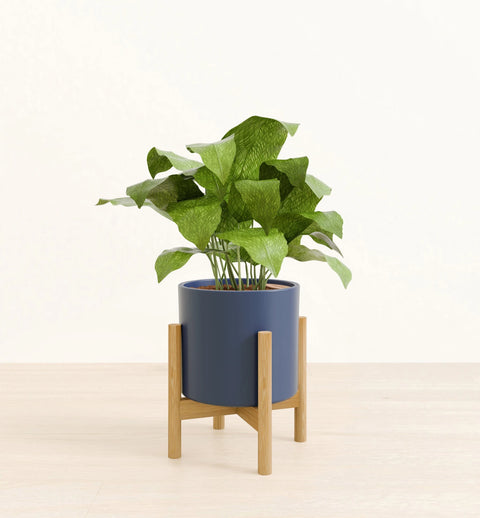 Calathea Musiaca