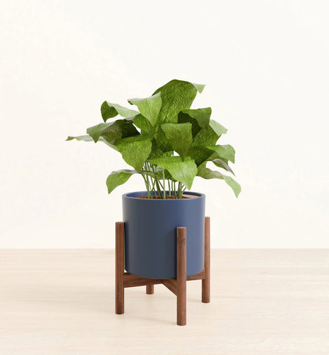 Calathea Musiaca