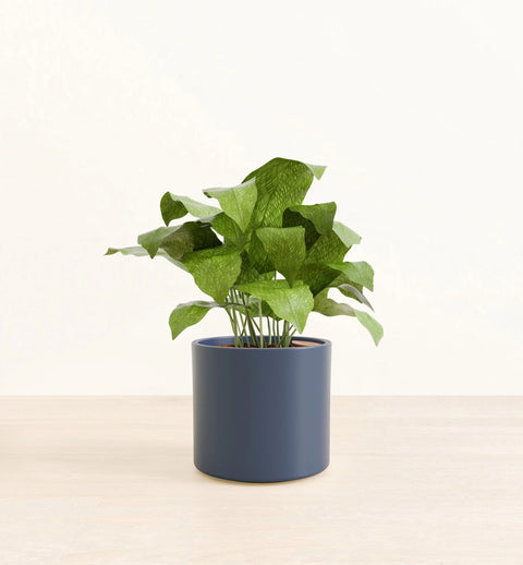 Calathea Musiaca
