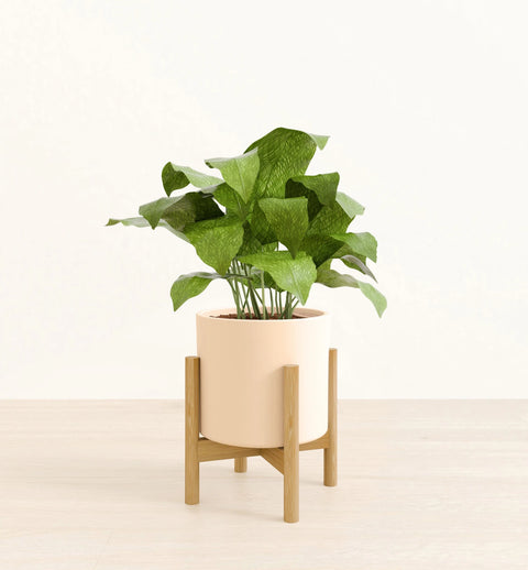 Calathea Musiaca