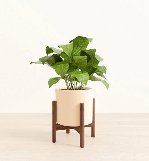 Calathea Musiaca