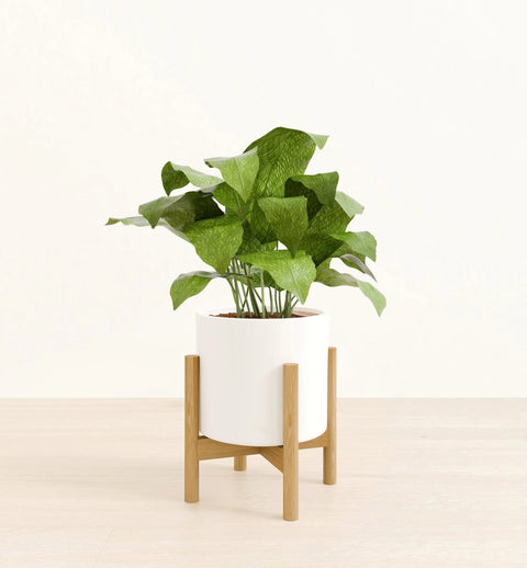 Calathea Musiaca