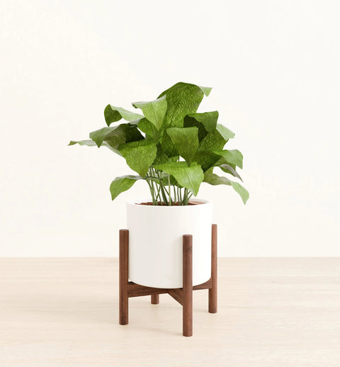 Calathea Musiaca