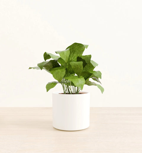 Calathea Musiaca