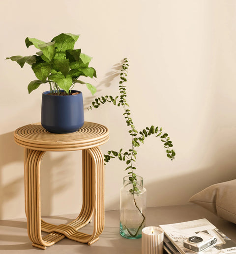 Calathea Musiaca