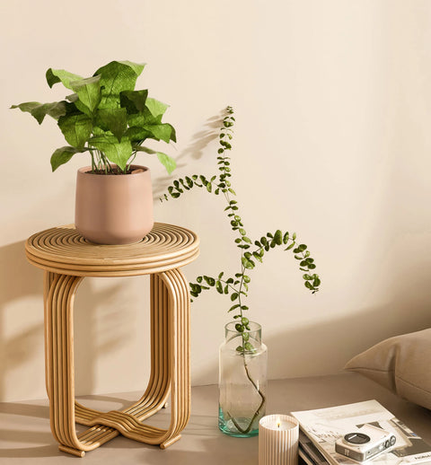 Calathea Musiaca