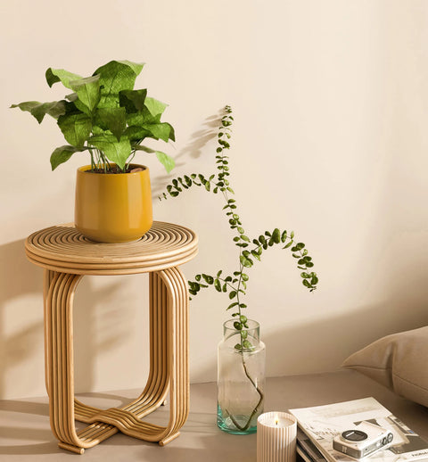 Calathea Musiaca