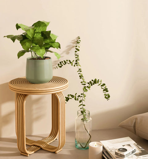 Calathea Musiaca