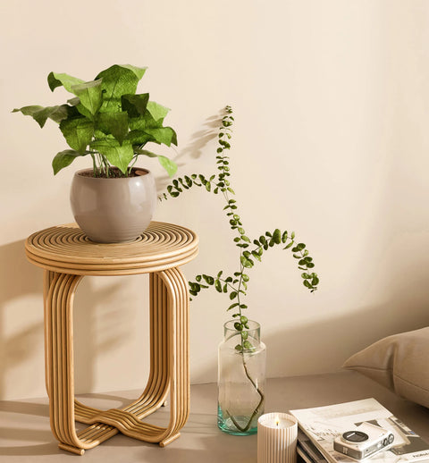 Calathea Musiaca