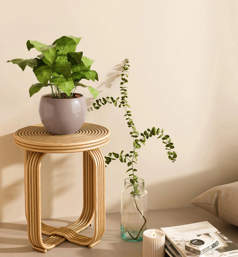 Calathea Musiaca