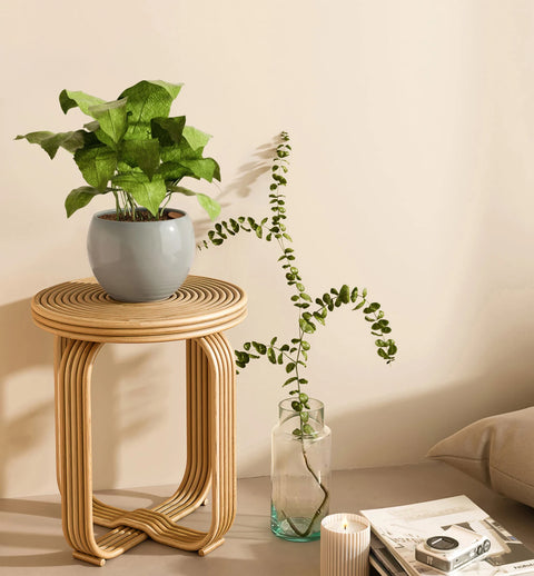 Calathea Musiaca