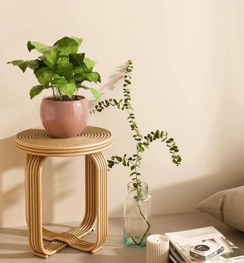 Calathea Musiaca