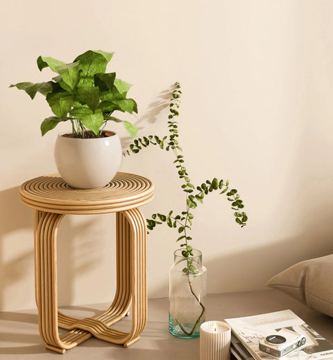 Calathea Musiaca