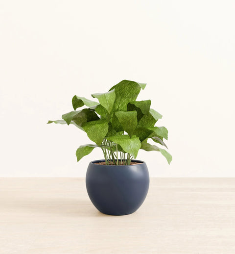 Calathea Musiaca