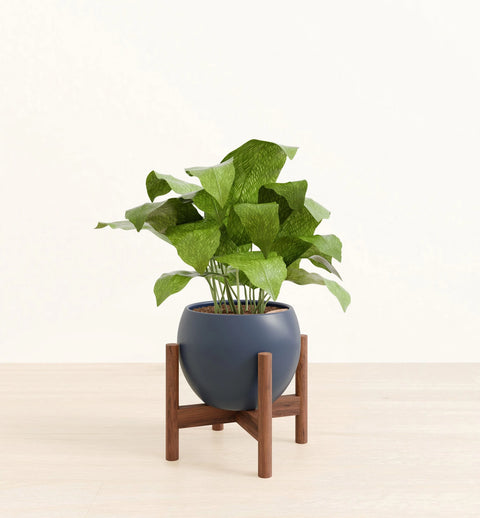 Calathea Musiaca