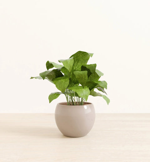 Calathea Musiaca