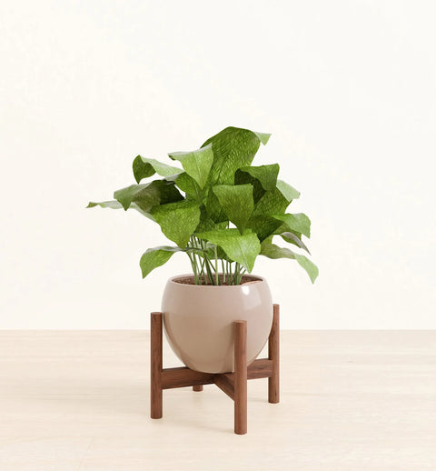 Calathea Musiaca