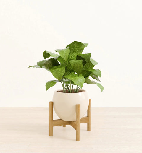 Calathea Musiaca