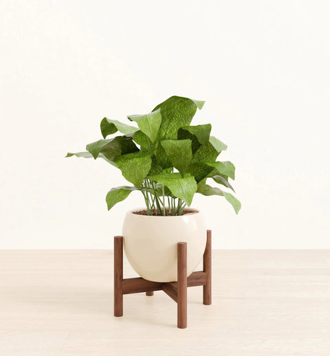 Calathea Musiaca
