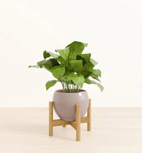 Calathea Musiaca