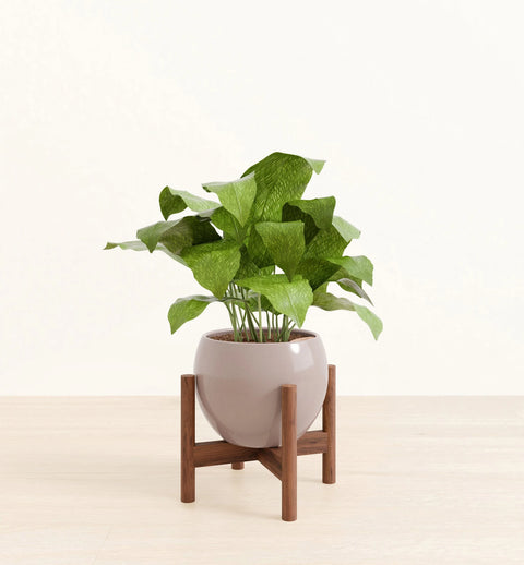 Calathea Musiaca