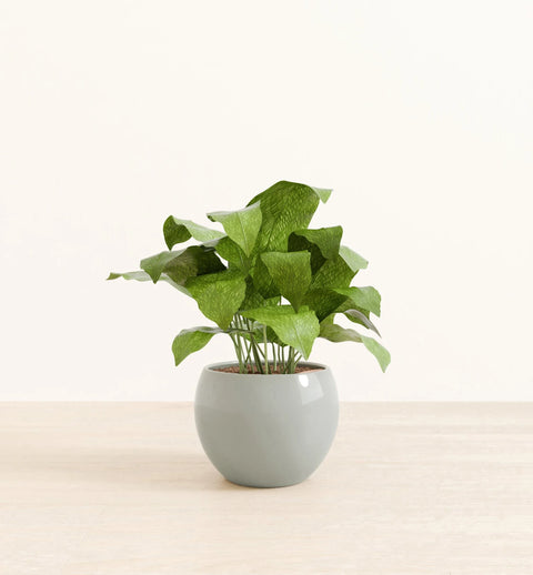 Calathea Musiaca