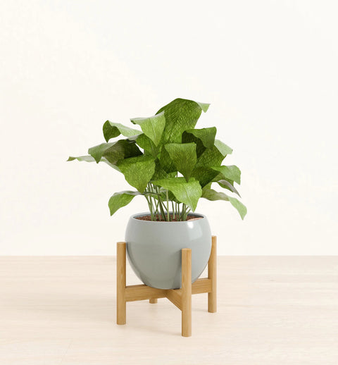 Calathea Musiaca